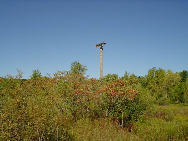 Jackson Motor Speedway - Light From Mike (newer photo)